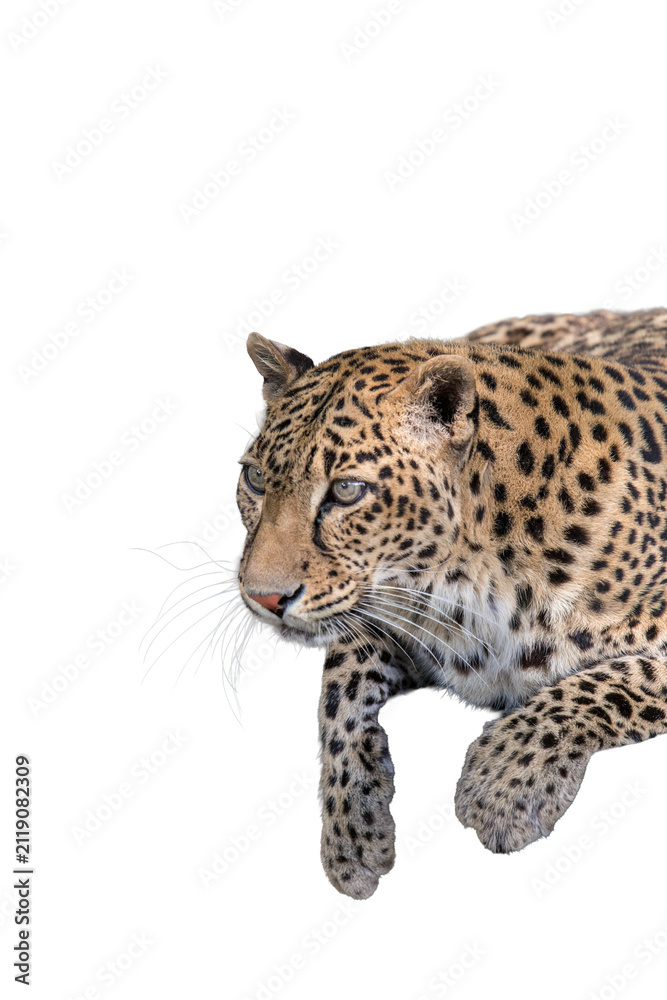 Naklejka premium A Leopard-Panthera Pardus on a transparent background.