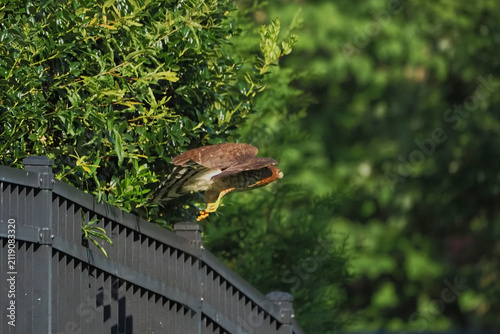 Brown hawk perches atop dark wooden fence. Feathered wings folded, eyes sharp and alert. Lush green bushes frame the bird's quiet vigil. Natural sunlight highlights its russet plumage