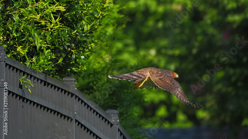 Hawk soars above a dark fence, wings spread wide. Green foliage frames the bird against a blurred forest backdrop. Sunlight glints off its feathers, catching every contour. The bird shows grace, power