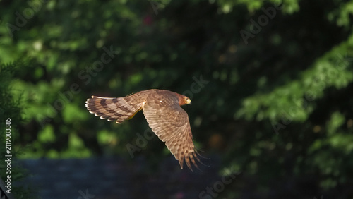 Hawk soars with wings spread wide. Green foliage blurs softly in the background. Sunlight catches its brown and white feathers. The bird glides with focused intent. Perfect for nature, wildlife