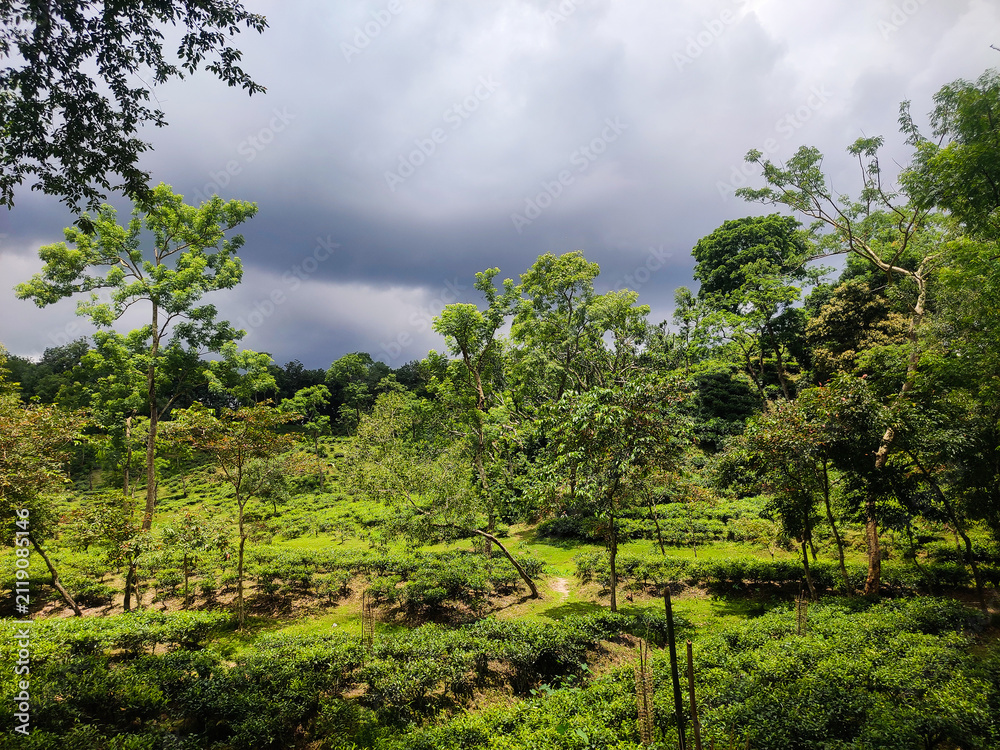 Fototapeta premium Lush green orchard under a stormy sky. Vibrant fruit trees in a rural landscape.