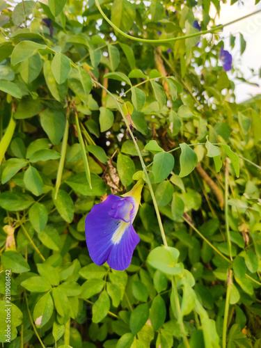 Foto Blue butterfly pea flower on vine