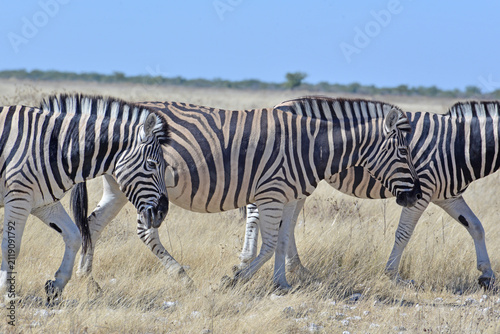 Obraz na płótnie Zebra