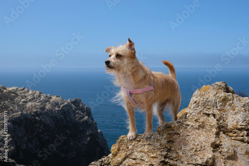 Cute mixed breed dog standing on rocky cliff overlooking the ocean during travel adventure