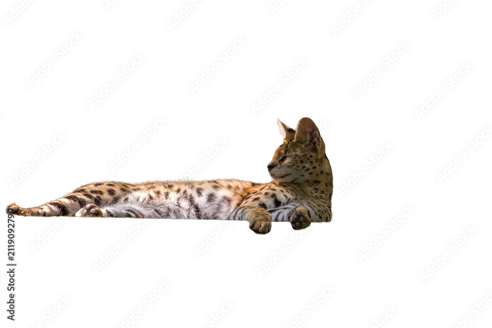 Fototapeta premium A Serval-Leptailunus Serval on a transparent background.
