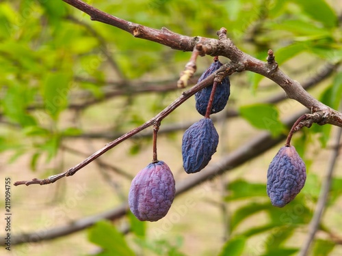 Shriveled purple plums drying on a tree branch in a late summer orchard