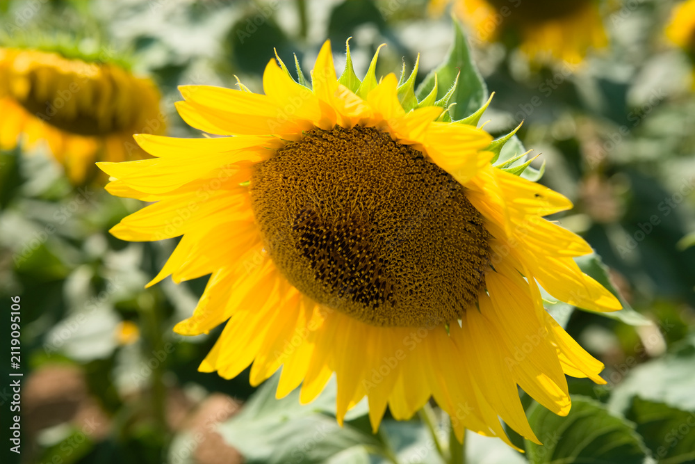 Fototapeta premium Close-up of vibrant yellow sunflower in full bloom with blurred garden background