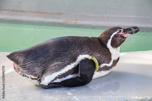 ペンギン