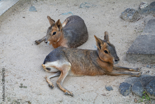 キョン