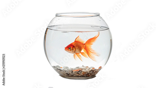 Konstfotografi Small goldfish swimming in a round clear glass fishbowl water pet isolated on tr