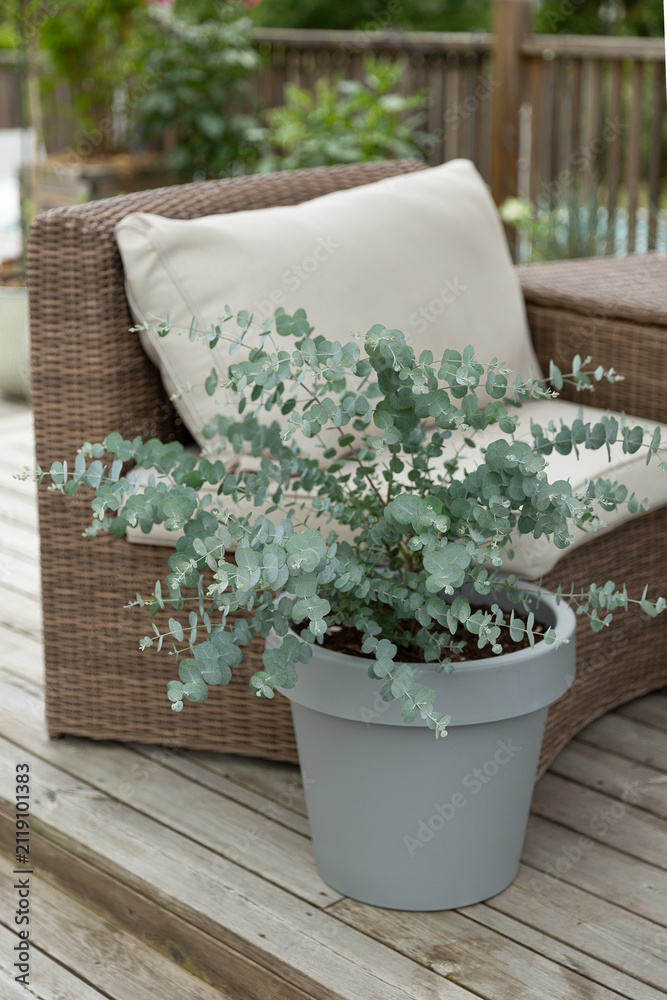 Fototapeta premium Eucalyptus Azura in a Gray Pot on Outdoor Patio