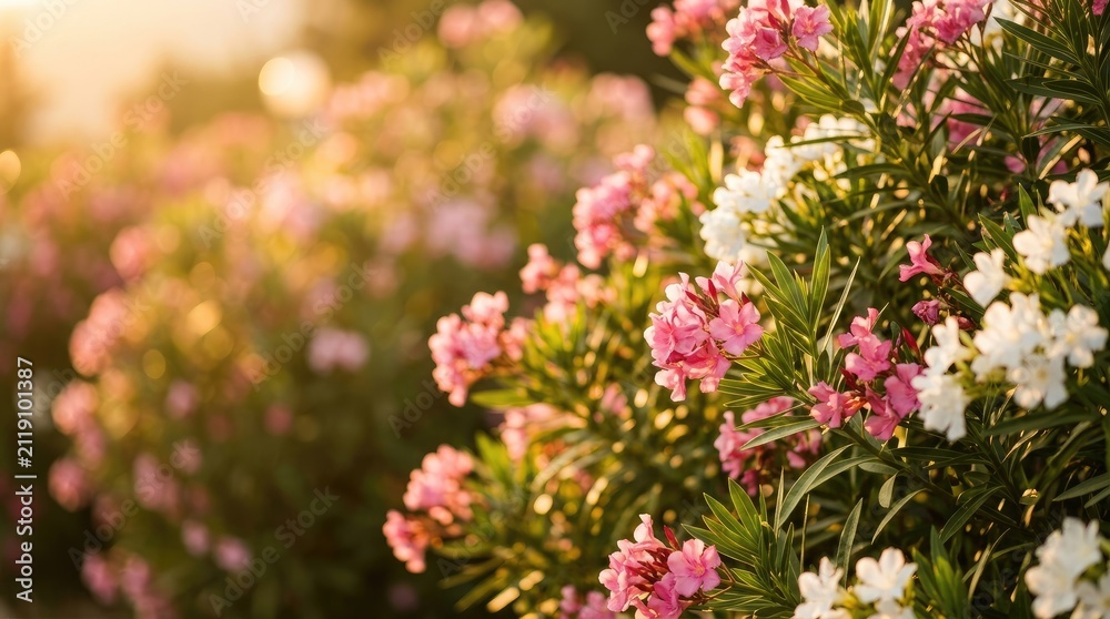 Obraz premium Pink Oleander Flowers Blooming in Sunny Summer Garden with Warm Bokeh Light