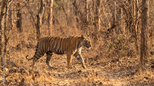 Tiger walking in dry forest
