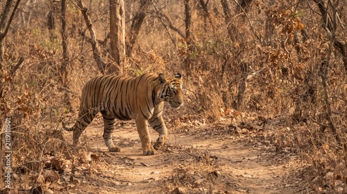Bengal Tiger in Dry Forest
