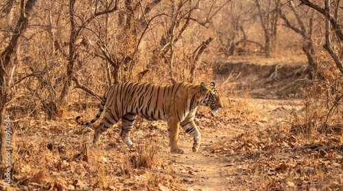 Bengal tiger in forest
