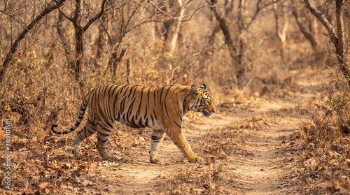 Bengal tiger in wild forest