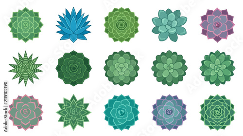 Top view succulent plant illustration set