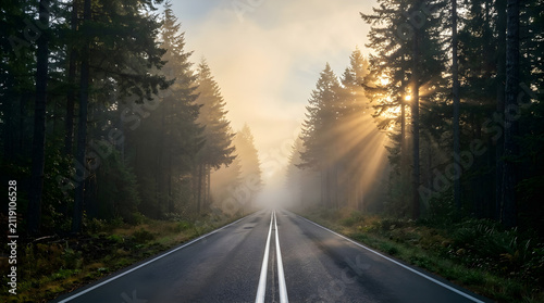 Road stretches through a dense pine forest with golden sunlight filtering through the morning mist.