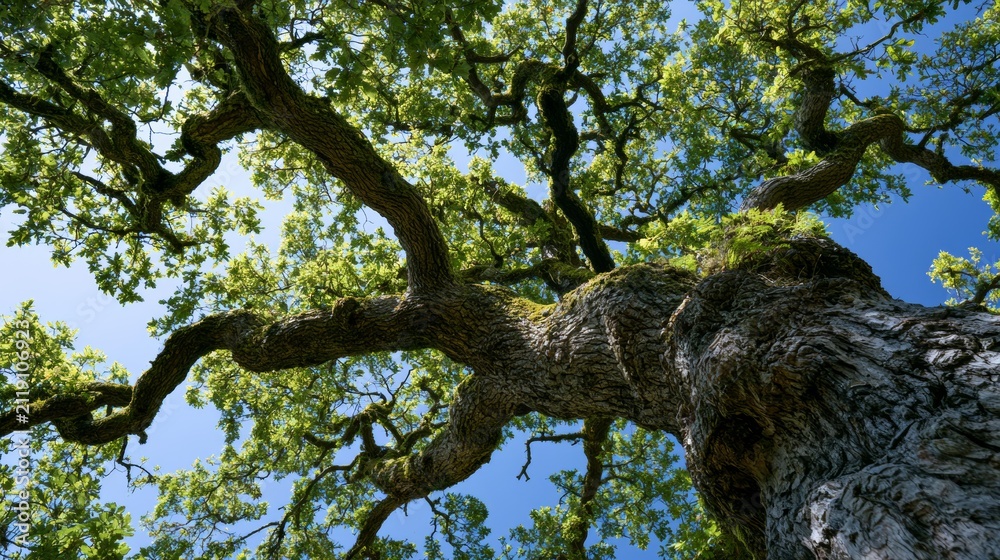 Obraz premium large green tree against a blue sky background