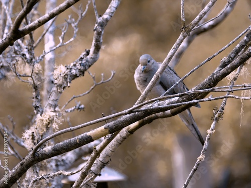 Foto Mourning Dove perched in a tree outside or backdoor.