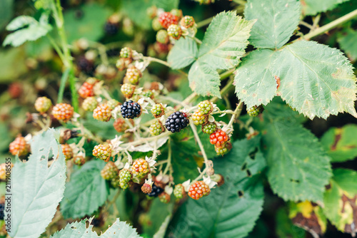 Macro Close-up of Ripening Blackberries on a Bush, Detailed View of Wild Fruits, Thorns, and Green Leaves in Natural Daylight