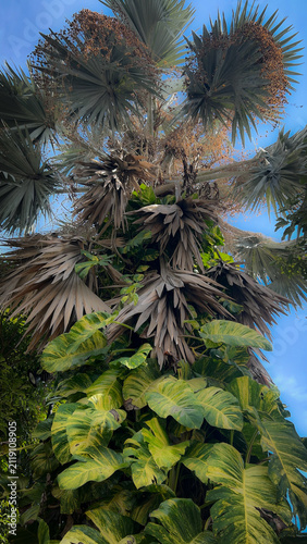 palm tree branches