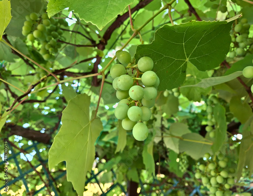 vivid bunches of green grapes ripening in its foliage