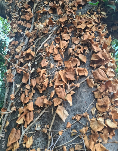 view of tree trunk covered with weed leaves and dry creepers