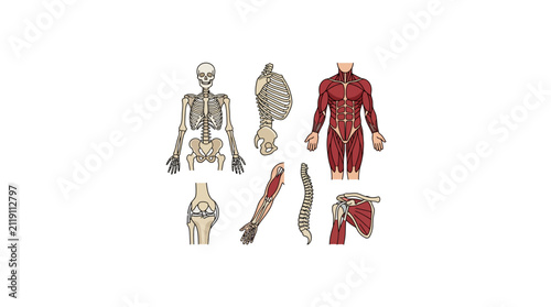 Human Anatomy and Skeletal System Clipart Set