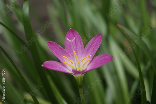 Close-up shot pink rain lily flower blooming in garden