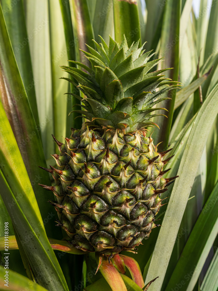 Obraz premium Fresh Green Pineapple Growing on Plantation Field Under Blue Sky,A vibrant close-up shot of a young green pineapple growing organically on a lush tropical plantation field, surrounded by spiky leaves