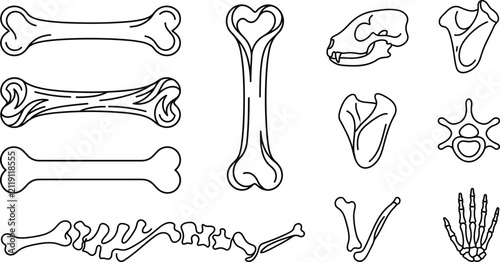 Fotografie Animal bone vector icon set with skeleton parts skull spine anatomy elements iso
