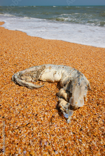 Obraz na plátně Dead fish or marine animal carcass washed ashore on a shell beach by the sea