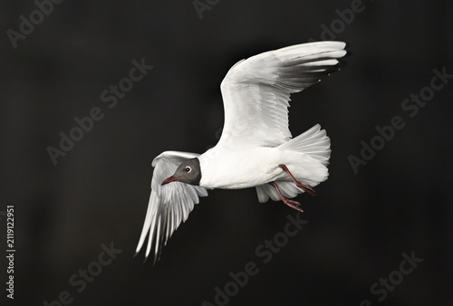 Fotografía Black headed gull gliding gracefully against a deep dark background