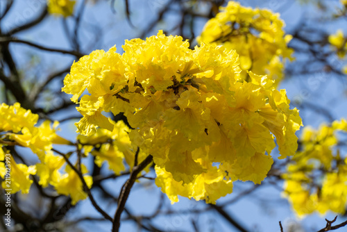 Vibrant yellow Handroanthus chrysanthus tabebuia chrysantha golden trumpet tree flowers blooming in close up macro shot under bright blue sky