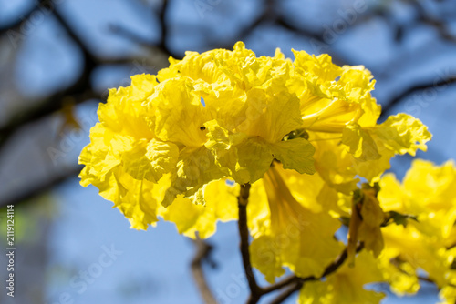 Vibrant yellow Handroanthus chrysanthus tabebuia chrysantha golden trumpet tree flowers blooming in close up macro shot under bright blue sky