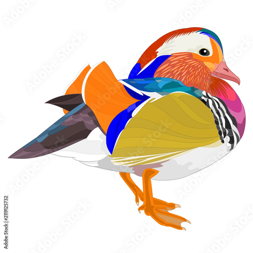 Mandarin duck (Aix galericulata) a small, beaked bird of the duck family. Native to Asia watercolor vintage vector illustration editable hand drawn
