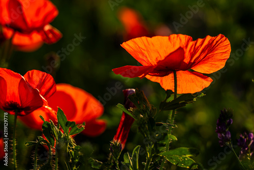Coquelicots au Cap Hornu en Baie de Somme