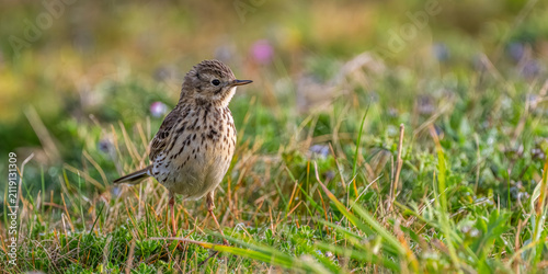 Foto Pipit farlouse (Anthus pratensis - Meadow Pipit)