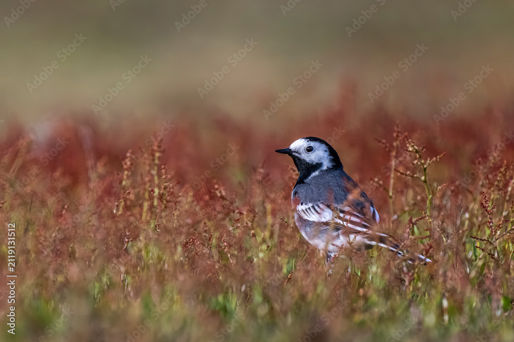 Obraz premium France, Somme (80), Baie de Somme, Le Hâble d'Ault, Pipit farlouse (Anthus pratensis - Meadow Pipit) // France, Somme (80), Baie de Somme, Le Hâble d'Ault, Meadow Pipit (Anthus pratensis)