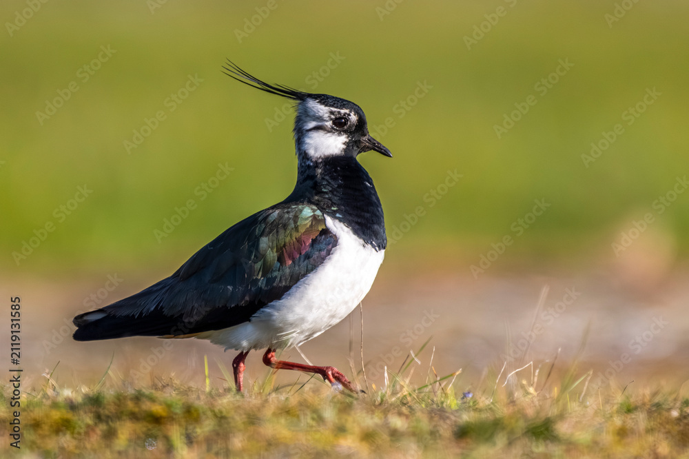 Obraz premium Vanneau huppé (Vanellus vanellus - Northern Lapwing)