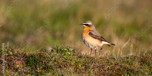 Foto Traquet motteux (Oenanthe oenanthe - Northern Wheatear)