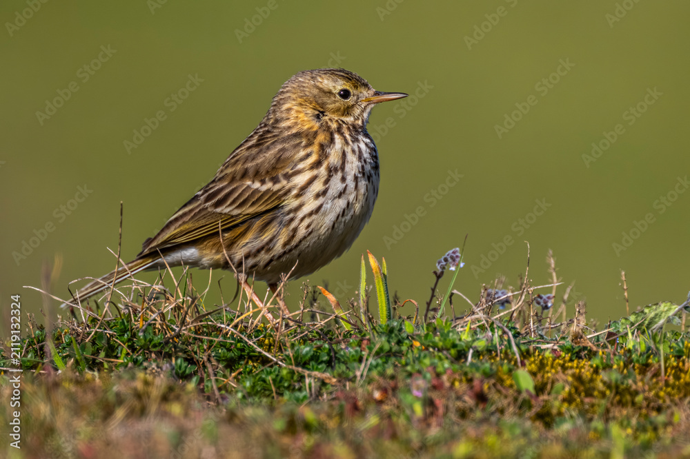 Fototapeta premium Pipit farlouse (Anthus pratensis - Meadow Pipit)
