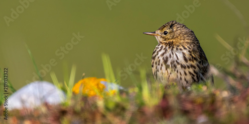 Pipit farlouse (Anthus pratensis - Meadow Pipit)