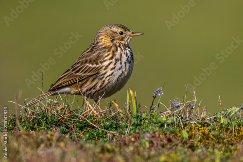 Pipit farlouse (Anthus pratensis - Meadow Pipit)