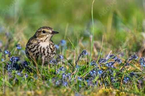 Pipit farlouse (Anthus pratensis - Meadow Pipit)