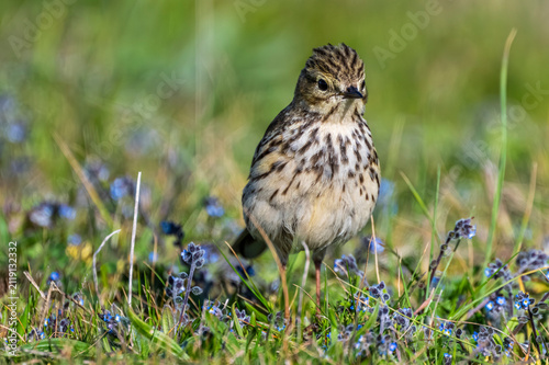 Pipit farlouse (Anthus pratensis - Meadow Pipit)
