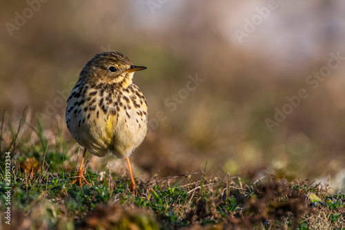 Pipit farlouse (Anthus pratensis - Meadow Pipit)