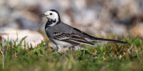 Bergeronnette grise (Motacilla alba - White Wagtail)