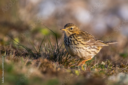 Pipit farlouse (Anthus pratensis - Meadow Pipit)